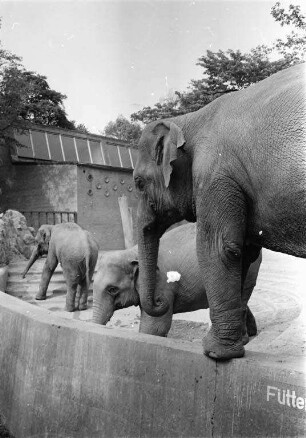 Elefanten im Karlsruher Zoo.