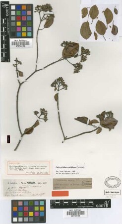 Calycophyllum multiflorum Griseb.
