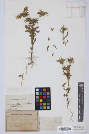 Odontospermum aquaticum (L.) Sch.Bip.