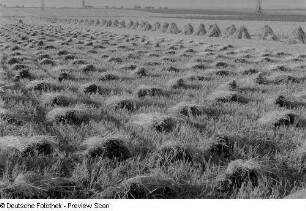 Blick auf ein abgeerntetes Feld mit Garben
