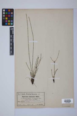 Equisetum trachyodon (A. Br.) Koch