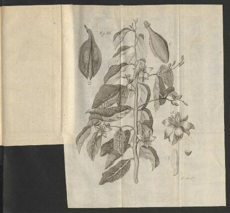 Fig. 36.