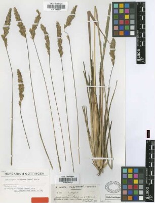 Saccharum holcoides (Nees) Hack. var. Hack. penicillare[isotype]