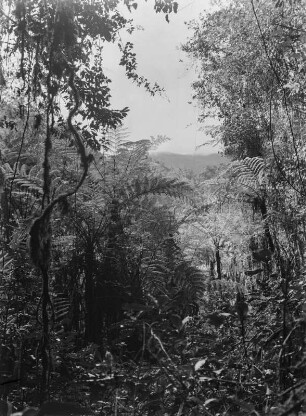 Dichter Wald : Dichter Wald