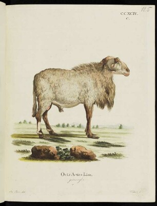 CCXCIV. C. Ovis Aries Linn. guineensis. c.