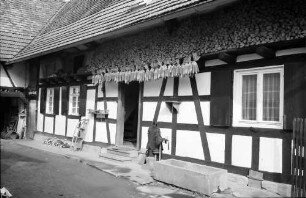 Freistett: Hanauer Landhof; Ausschnitt aufgehängter Mais
