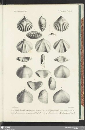 Pl. 494
