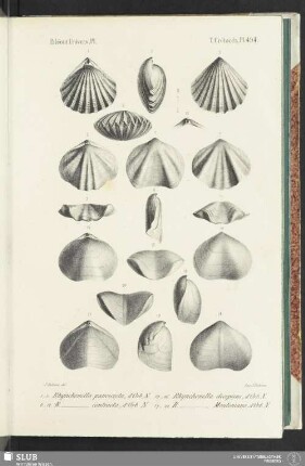 Pl. 494