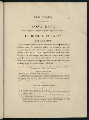 7-8, Rosa Rapa (Flore semipleno.) Le Rosier Turneps.