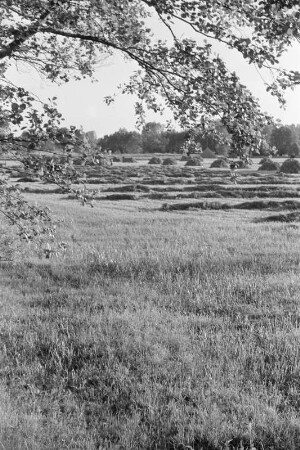 Spreewald um 1940. Heuschober auf den Wiesen. : Błóta wokoło 1940. Synowe kopjena ,,Stogi" na łukach.