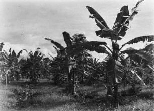 Bananenstauden : Blick auf ein Feld mit Bananenstauden, das sich auf der landwirtschaftlichen Versuchsstation von Malabo befindet.