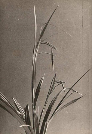 Hänge-Segge (Carex pendula), auch Hängende Segge, Große Segge oder Riesen-Segge