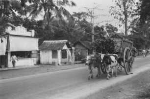 Rinderkarren mit Zuckerrohr (Exkursion: Niederländisch-Indien 1938)