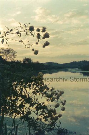 Trave: hinten an Ufern Büsche: vorn links hereinragende Zweige mit Blüten: im Hintergrund Bäume: Abend