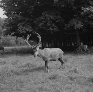 Moritzburg. Rotwild im Wildgehege Moritzburg