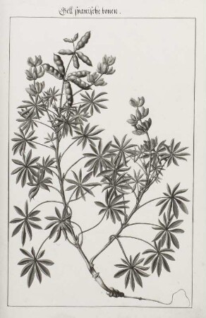 Gell spanische bonen, Seite 227
