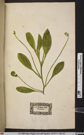 Raupen=Klee. Scorpioides.