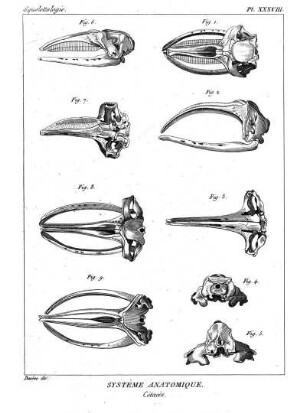 Pl. XXXVIII. Systême Anatomique. Cétacés.