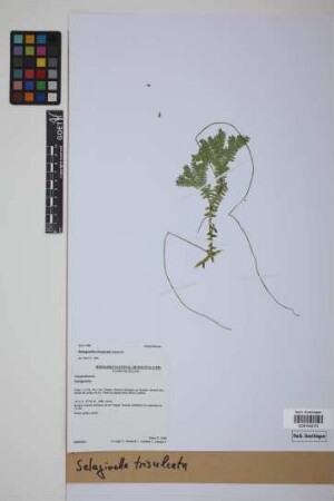 Selaginella trisulcata Aspl.