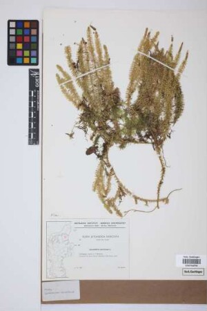 Lycopodium annotinum annotinum L.
