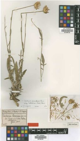Centaurea cossoniana Batt. [type]