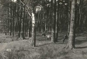 Moritzburg. Im Wildgehege