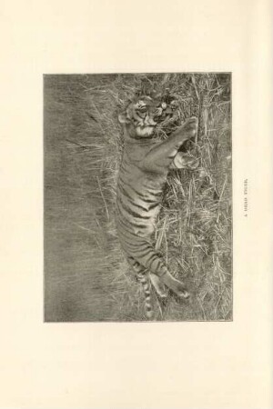 A dead tiger