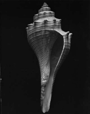 Hemifusus ternatanus Gmel., Indischer Ozean