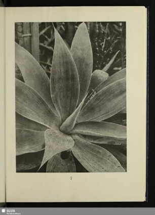 Agave