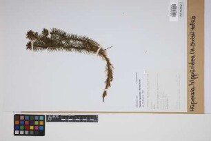 Phlegmariurus hippurideus (H. Christ) comb. ined.