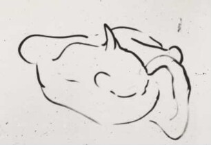 Katze (Naturstudie)