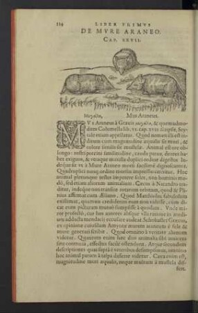 De mure araneo. Cap. XXVII.