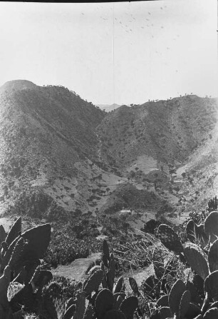 Opuntien und Kandelaber-Euphorbien : Berglandschaft mit Kakteen und Blick ins Tal