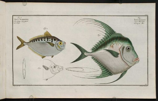 CXCIIr, Fig. 1.: Zeus Gallus. Fig. 2.: Zeus Insidiator