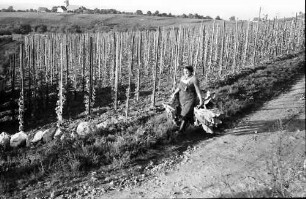 Ballrechten-Dottingen, Dottingen: Bäuerin mit Kohlköpfen am Weinberg