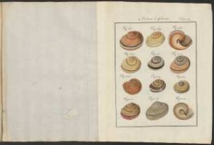 Tab. 131.