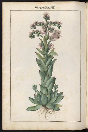 Gemein Haus lob : Gemein Haus lob, (Sempervivum) fol. 176 verso aus: Kentmann, Johann: Kreutterbuch. 1563. Dresden: SLUB Mscr.Dresd.B.71