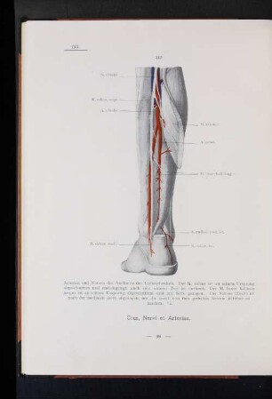 Nervi et Arteriae.