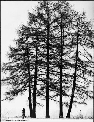 Fünf Bäume (Lärchen)