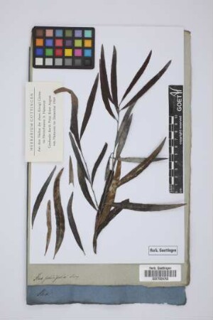 Ilex salicifolia Jacq.