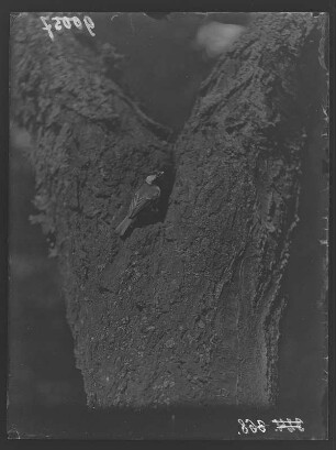 Kohlmeise : Eine Kohlmeise (Parus major Linnaeus) an der Nisthöhle.