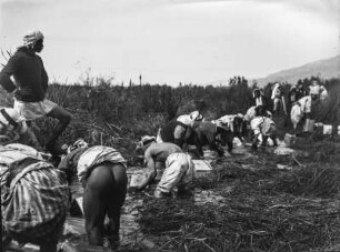 Arbeiter : Eine Reihe von Arbeitern beim Entladen von Solaröl (Petroleum).