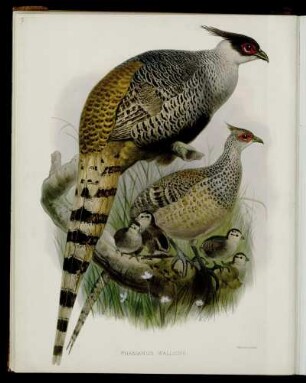 [Plate X.] Phasianus Wallichii