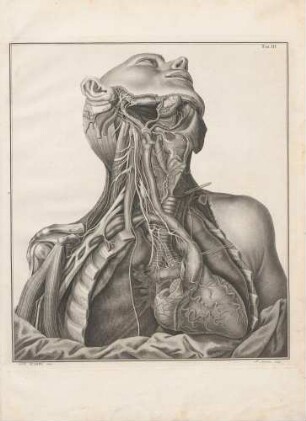 Cardiaci Nervi Dexteri Lateris