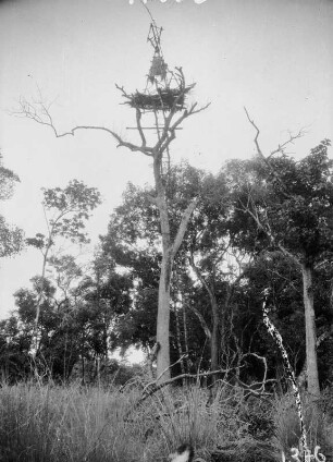 Baumbauwerk : Von Menschenhand erschaffene Konstruktion auf einem kahlen Baum. Eine lange Leiter führt hinauf zu einer Plattform.