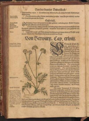 Von Berwurtz, Cap. CXLVIII