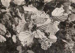 Erlenblattkäfer oder auch Blaue Erlenblattkäfer (Agelastica alni) und sein Fraßschaden auf Schwarz-Erle (Alnus glutinosa)