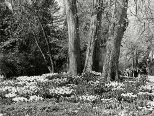 Gelbe Narzissen auf der Insel Mainau
