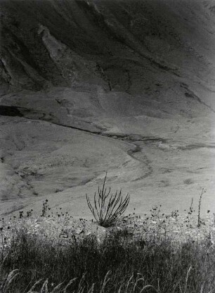 Wüstenlandschaft mit karger Vegetation