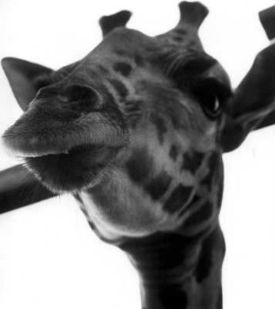 Tiertransport. Eine Giraffe an Bord eines Frachters. Sie hat die Überfahrt gut überstanden